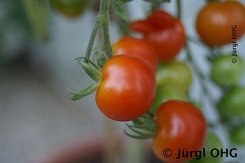 Solanum lycopersicum, Tomate