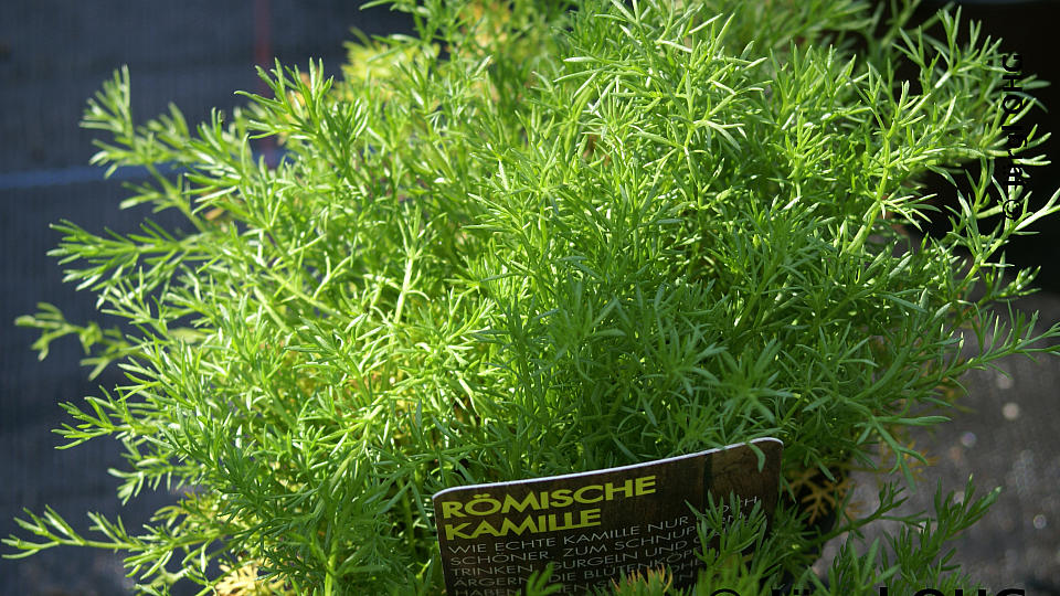 Chamaemelum nobile, Römische Kamille