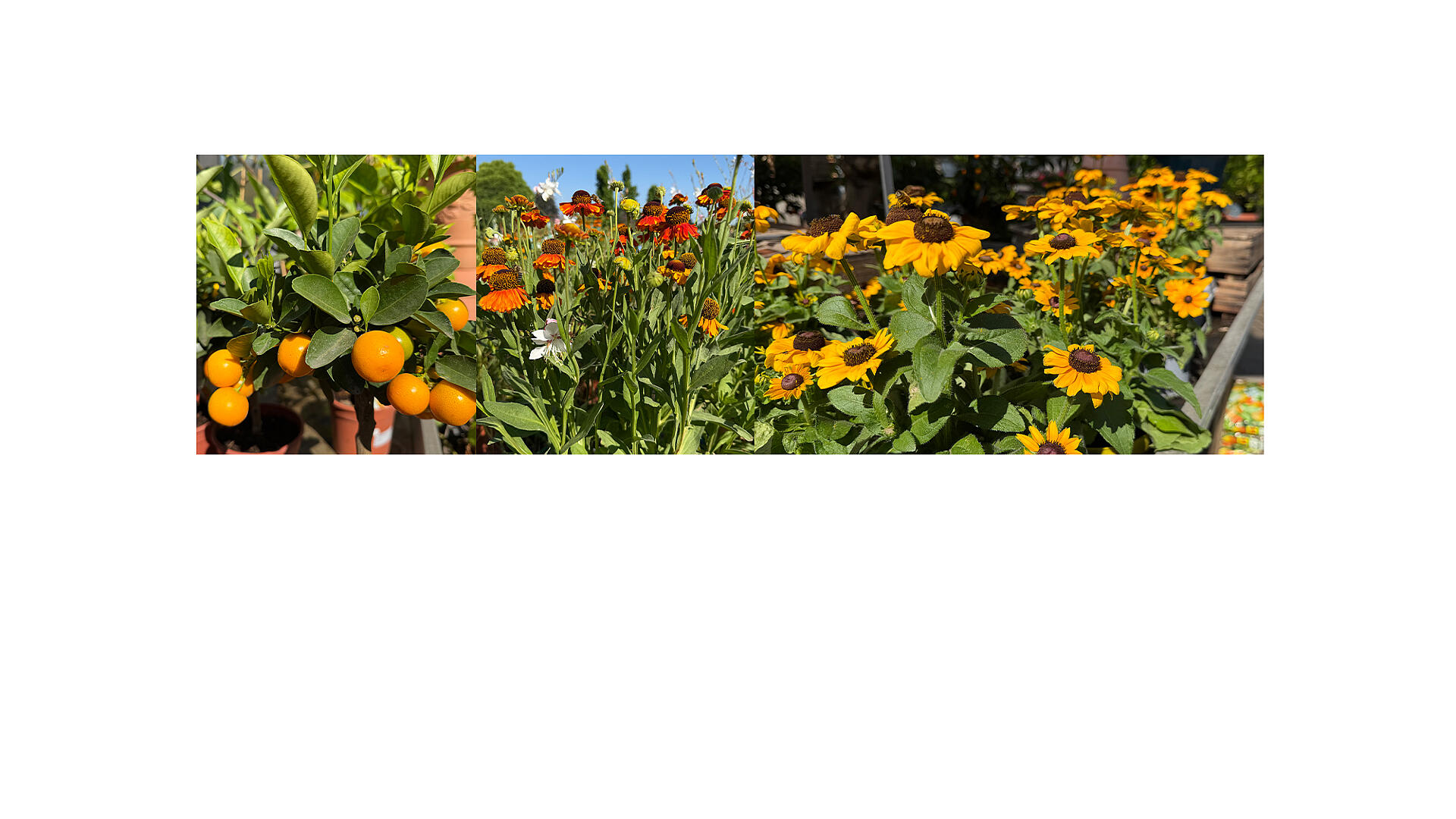 slide_image
